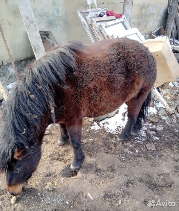Лошади, жеребята пони купить на Зозу.ру - фотография № 4