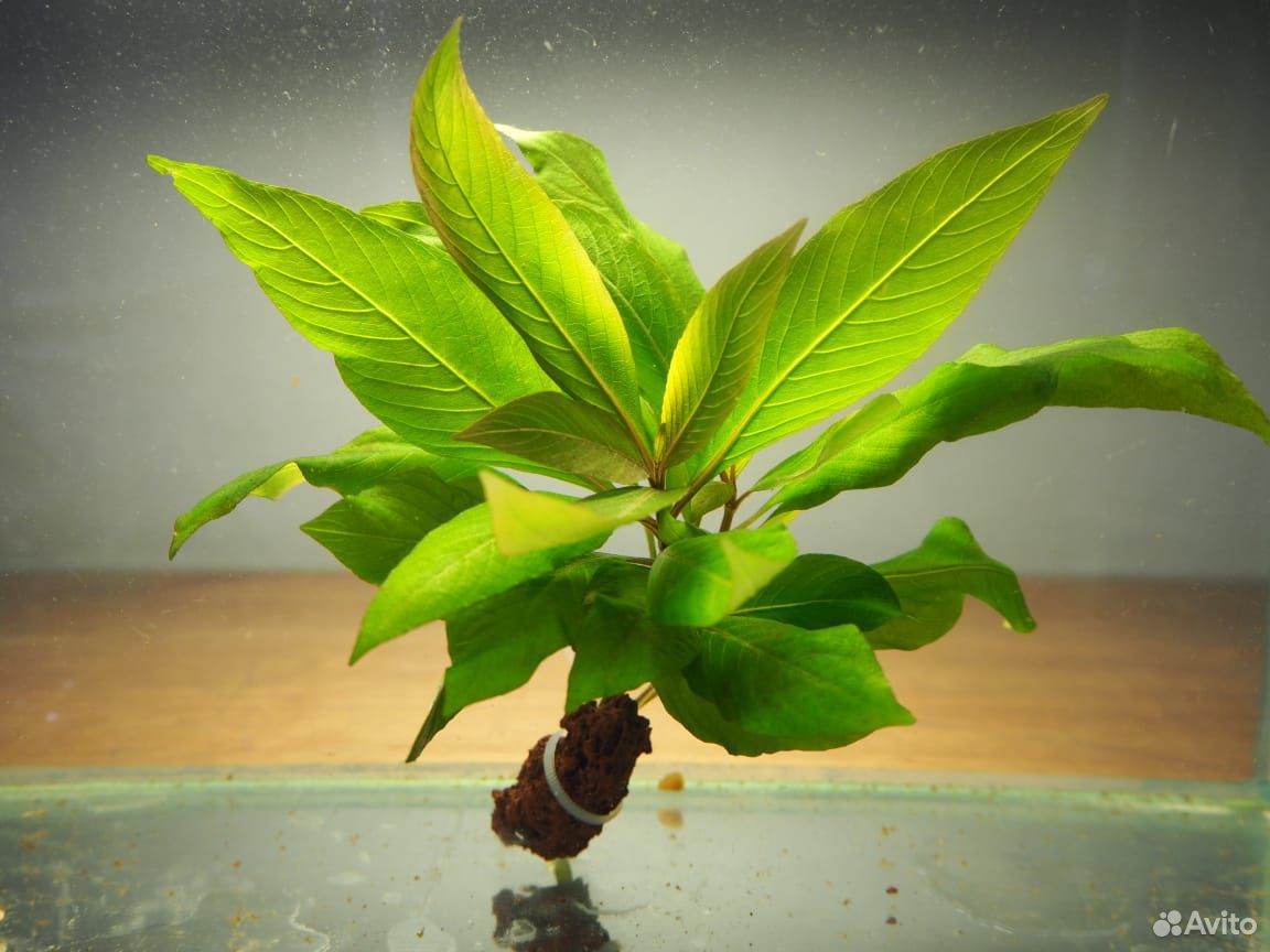 Эхинодорусы, продам аквариумные растения купить на Зозу.ру - фотография № 5