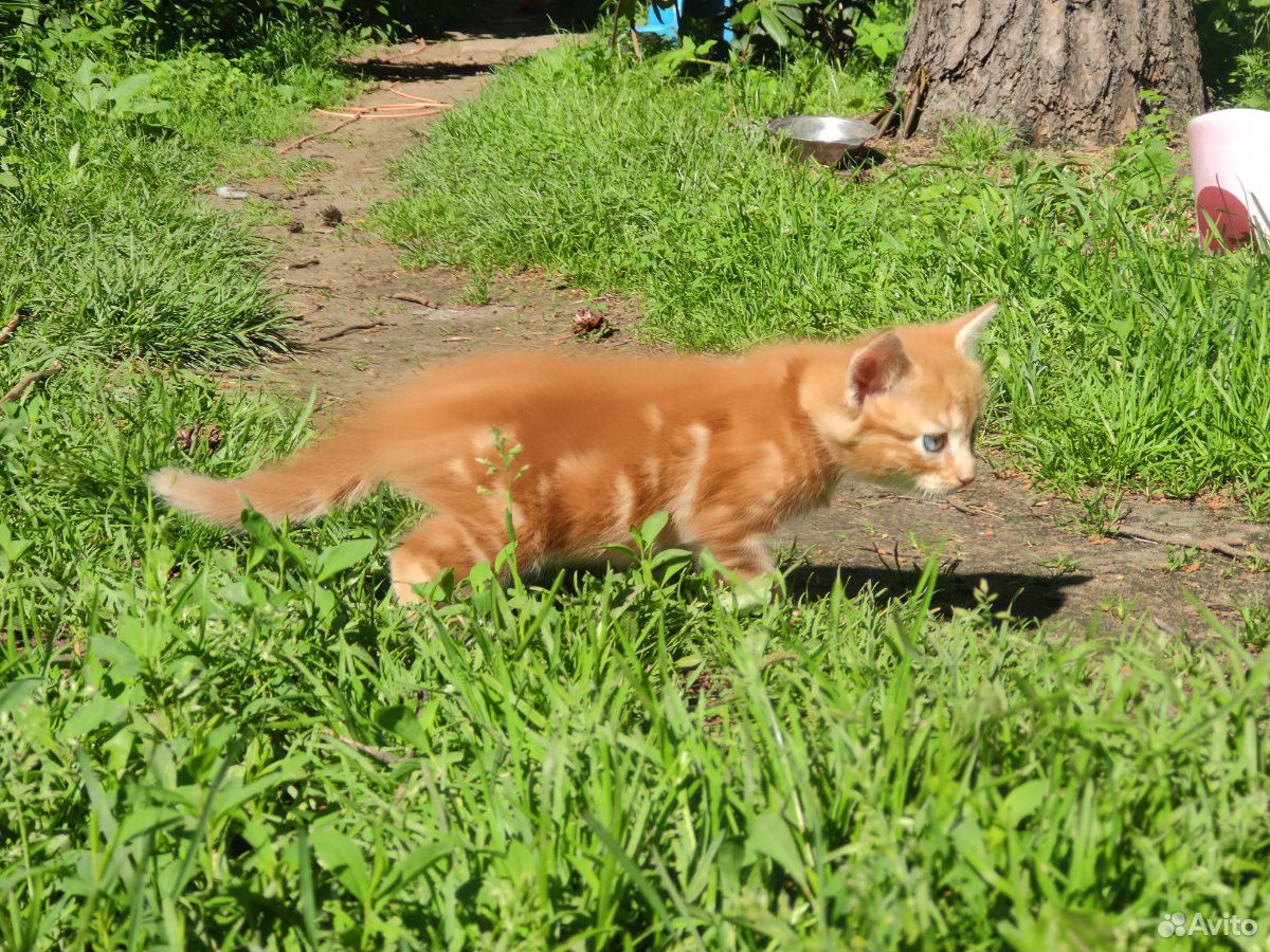 Рыжий котенок, в добрые руки купить на Зозу.ру - фотография № 2