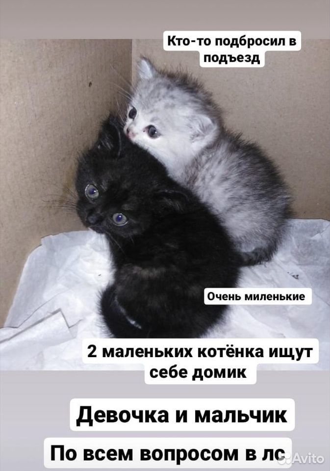 Отдам котят в добрые руки, подбросили в подъезд купить на Зозу.ру - фотография № 7