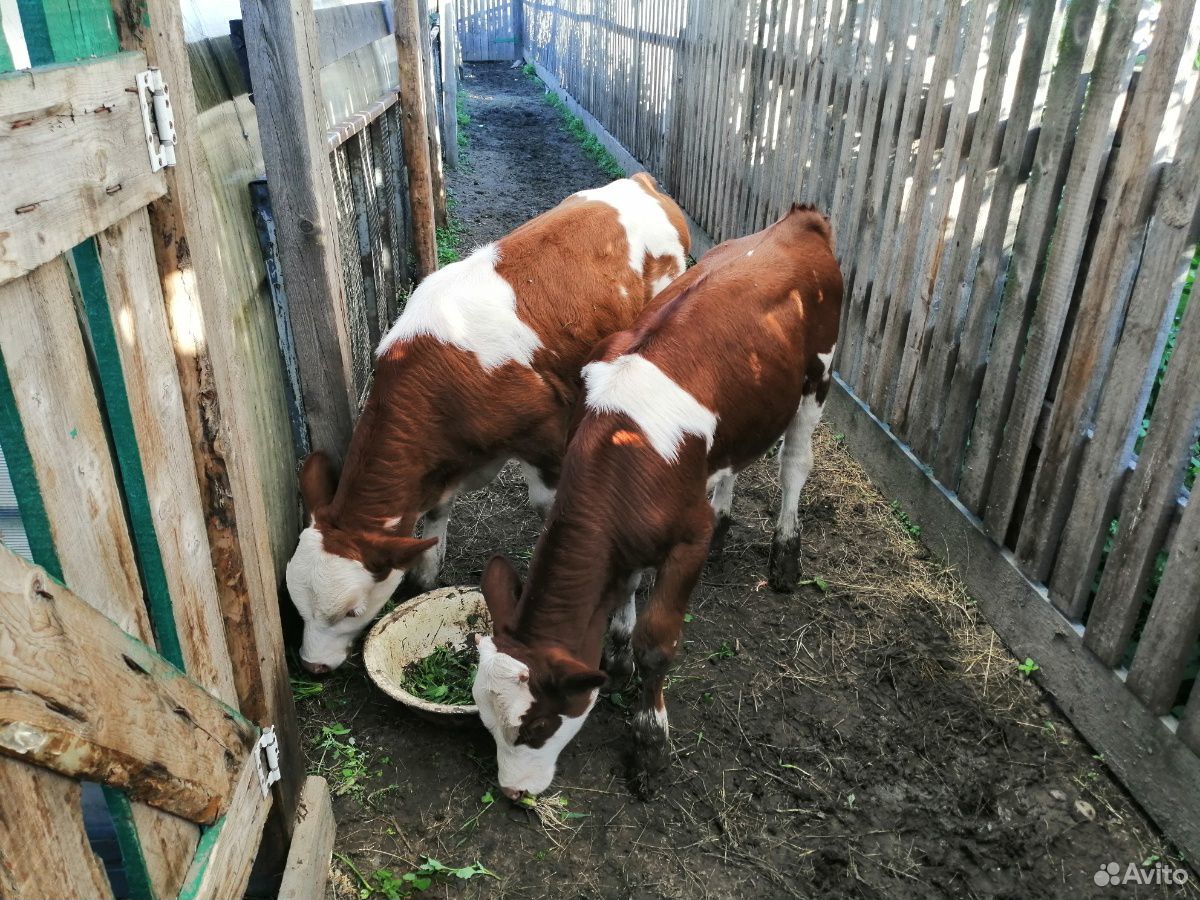 Корова, телята купить на Зозу.ру - фотография № 4