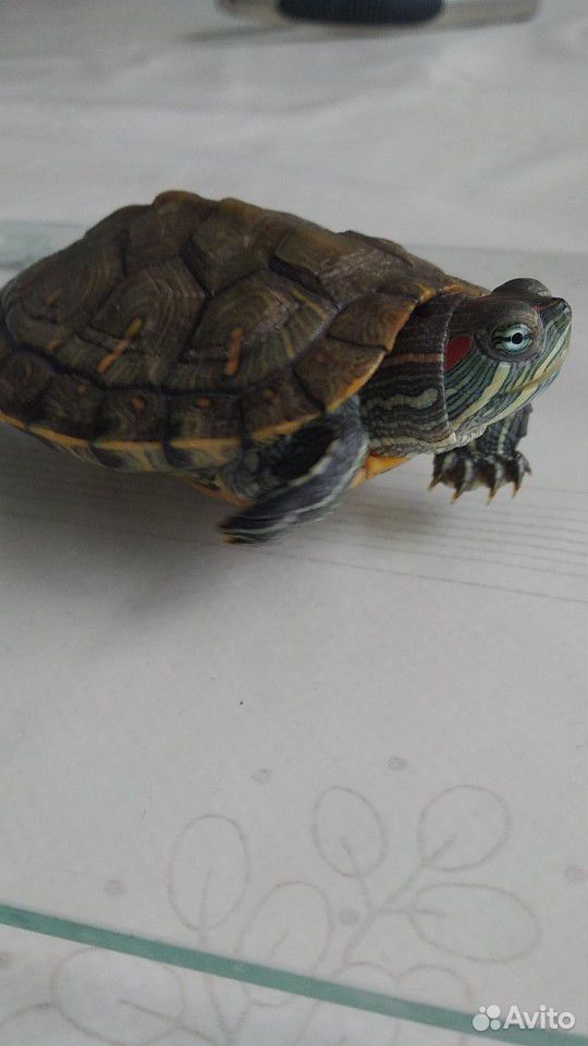 Черепаха красноухая+ аквариум купить на Зозу.ру - фотография № 6