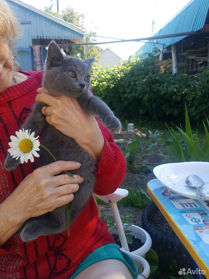 Котенок в поиске хозяев купить на Зозу.ру - фотография № 3