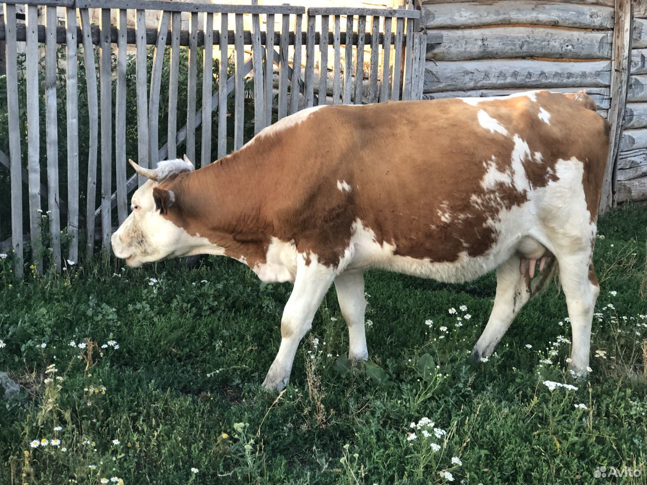 Крс (корова, корова поменьше, телка) купить на Зозу.ру - фотография № 3