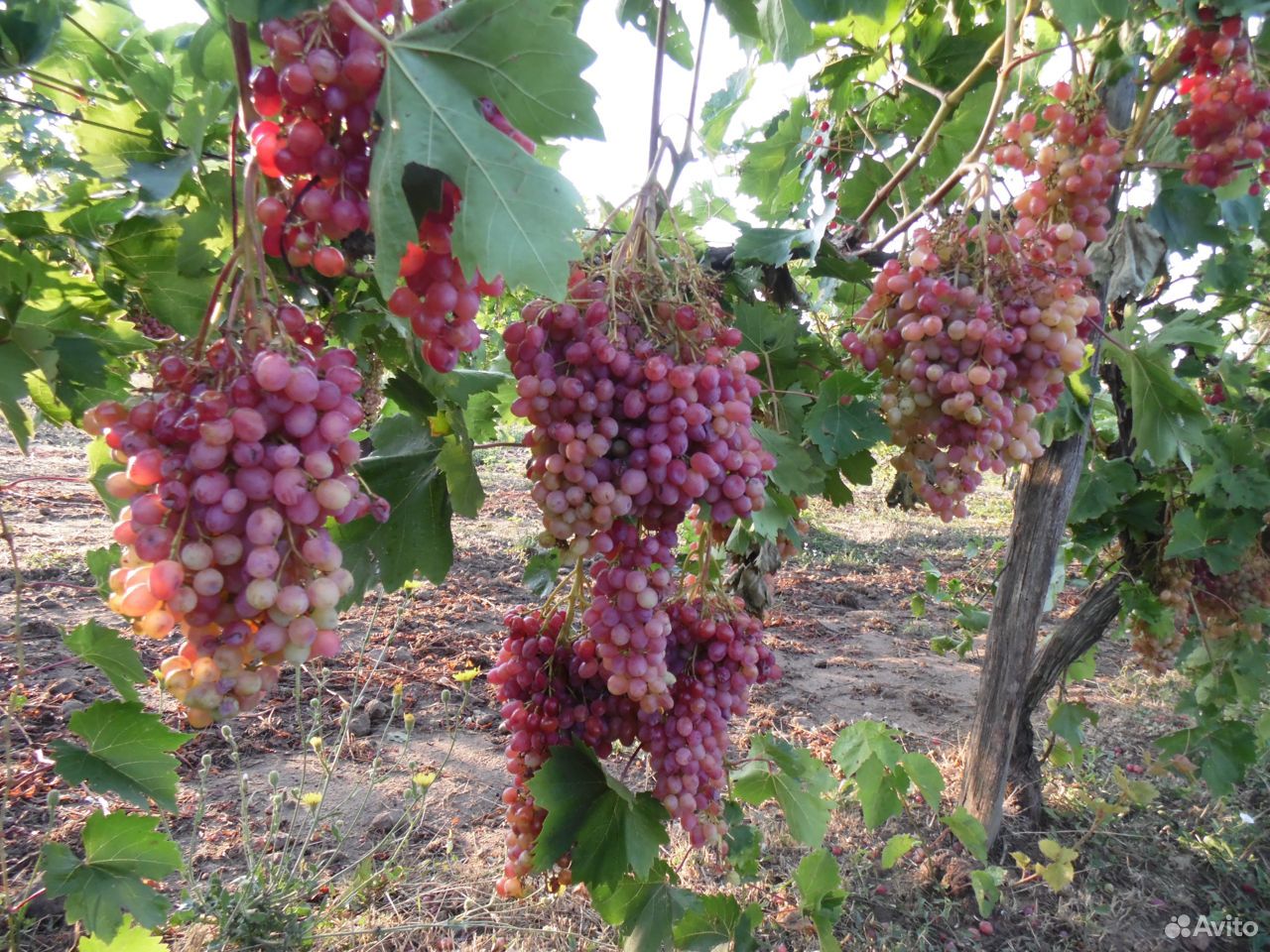 Продам виноград купить на Зозу.ру - фотография № 2