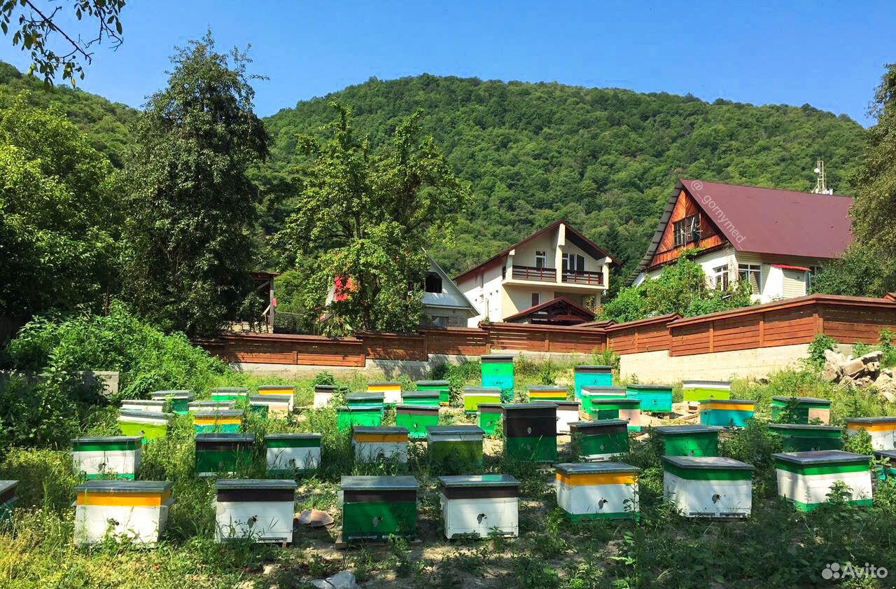 Пасека в горном. Медовая пасека красная Поляна. Сочинская Горная пасека. Горная пасека Медовеевка. Горная пасека Пшада.