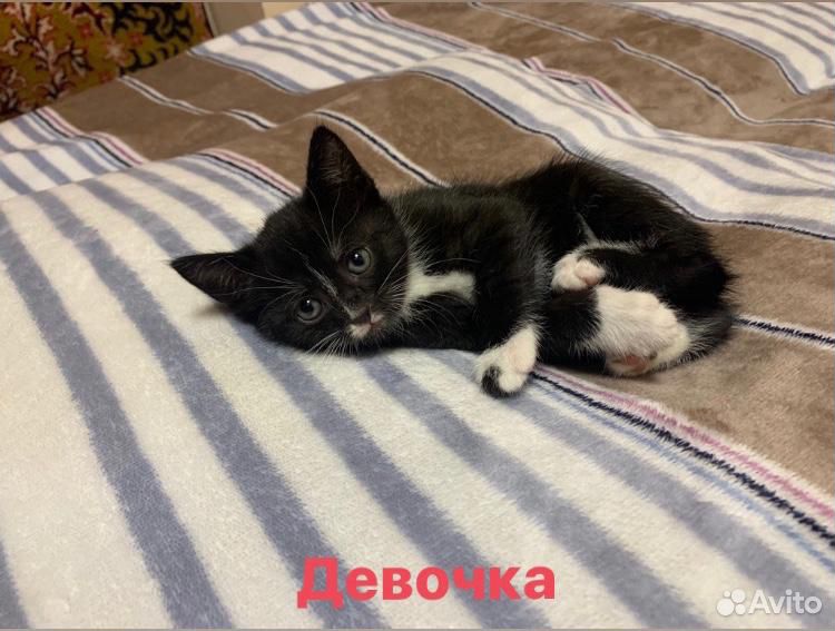 Котята котята купить на Зозу.ру - фотография № 4