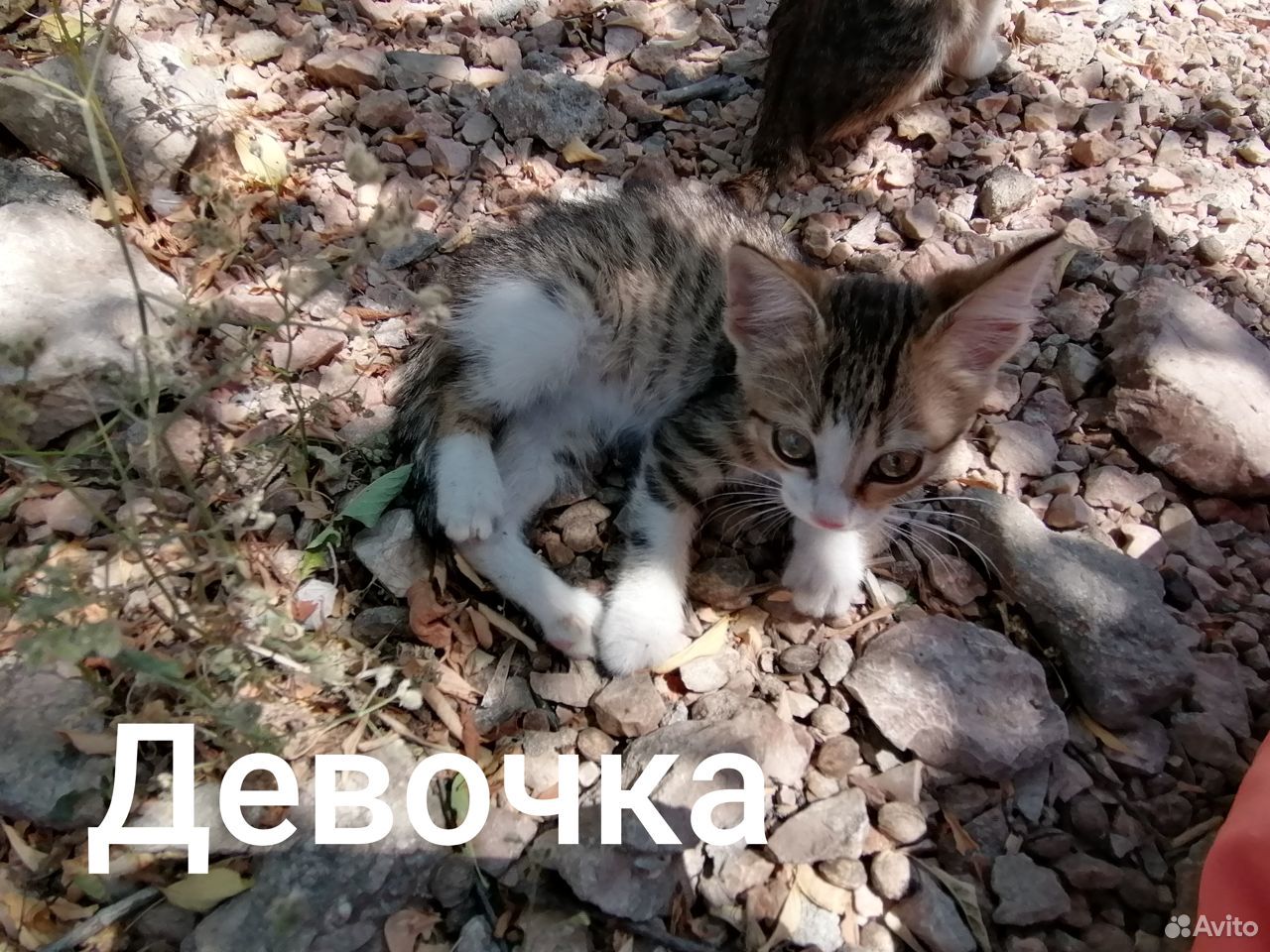 Котята на грани жизни и смерти купить на Зозу.ру - фотография № 6