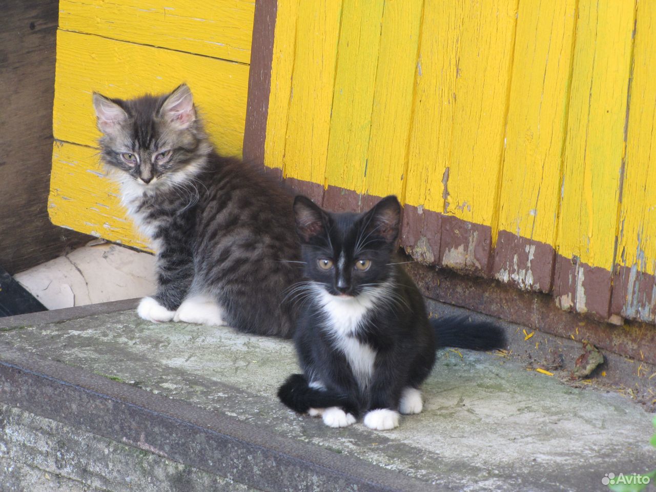 Котейки ищут заботливых друзей купить на Зозу.ру - фотография № 1
