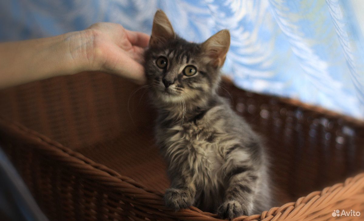 Котенок, дымчатый, пушистый, девочка, 3 месяца купить на Зозу.ру - фотография № 7