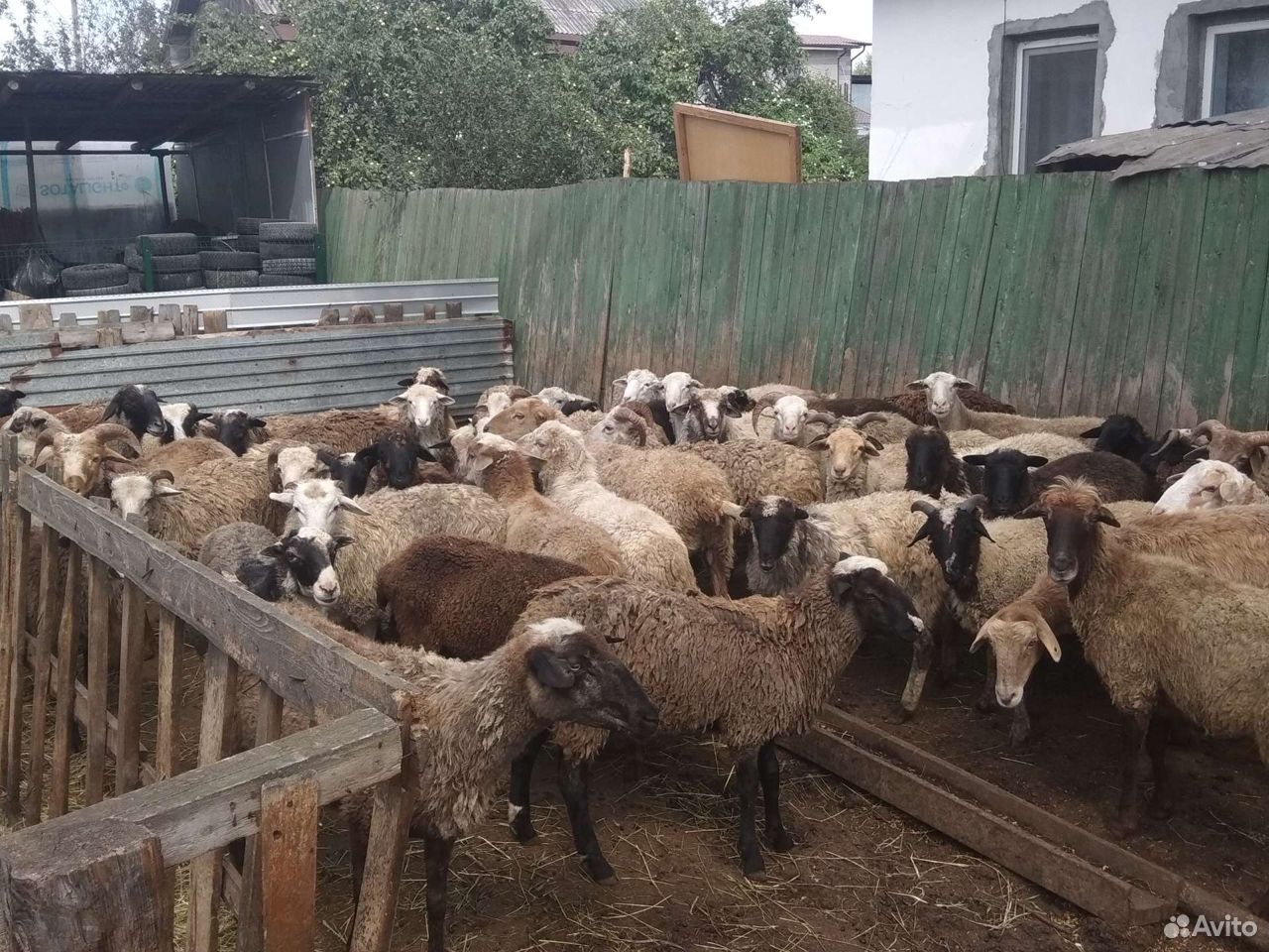 Баран-овцы купить на Зозу.ру - фотография № 2