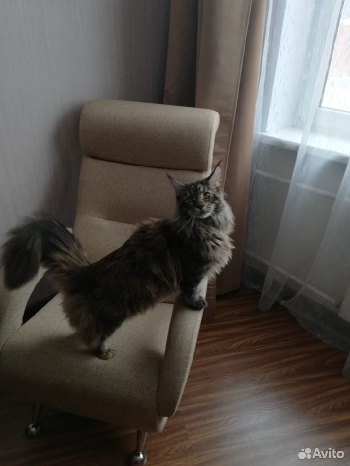 Мейн Кун котята купить на Зозу.ру - фотография № 2