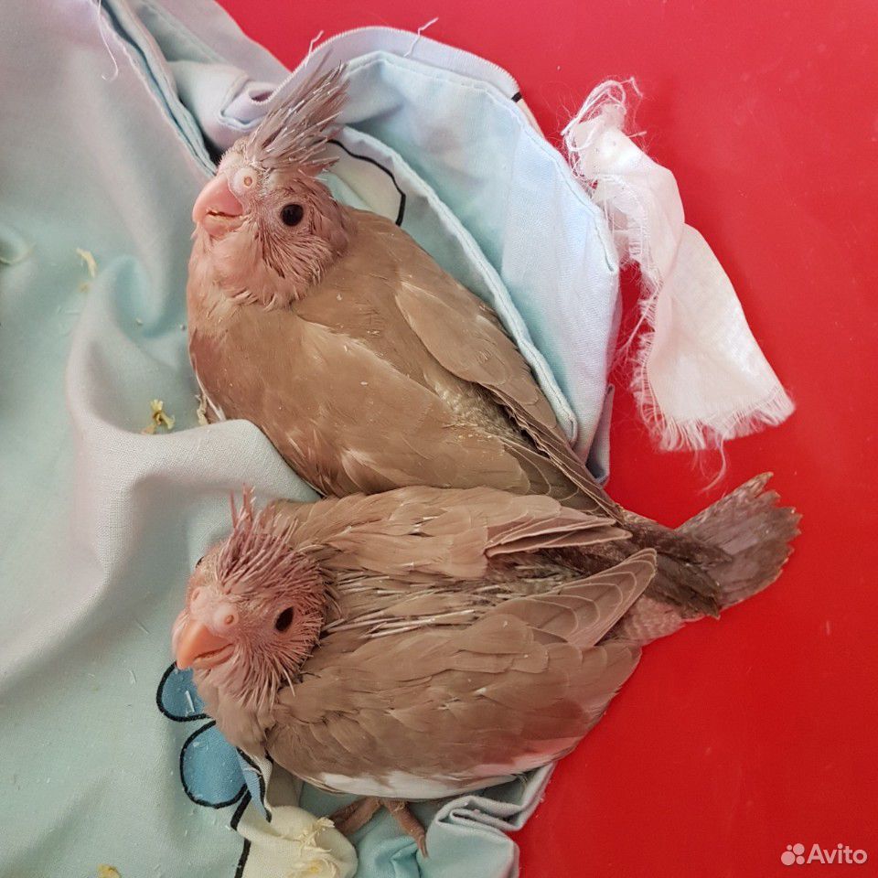 Белолицые кореллы птенцы купить на Зозу.ру - фотография № 7
