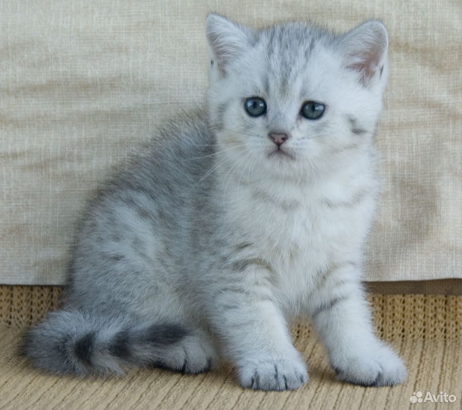 Британские серебристые котята купить на Зозу.ру - фотография № 2