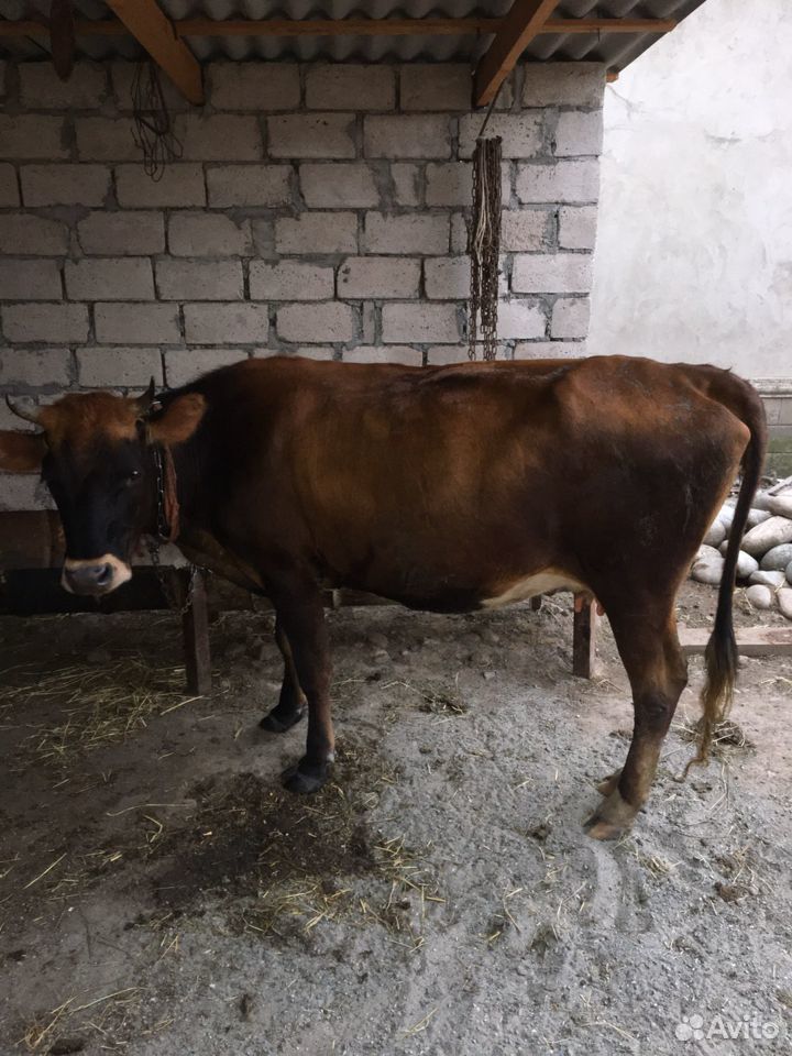 Корова дойная, и два телёнка купить на Зозу.ру - фотография № 2