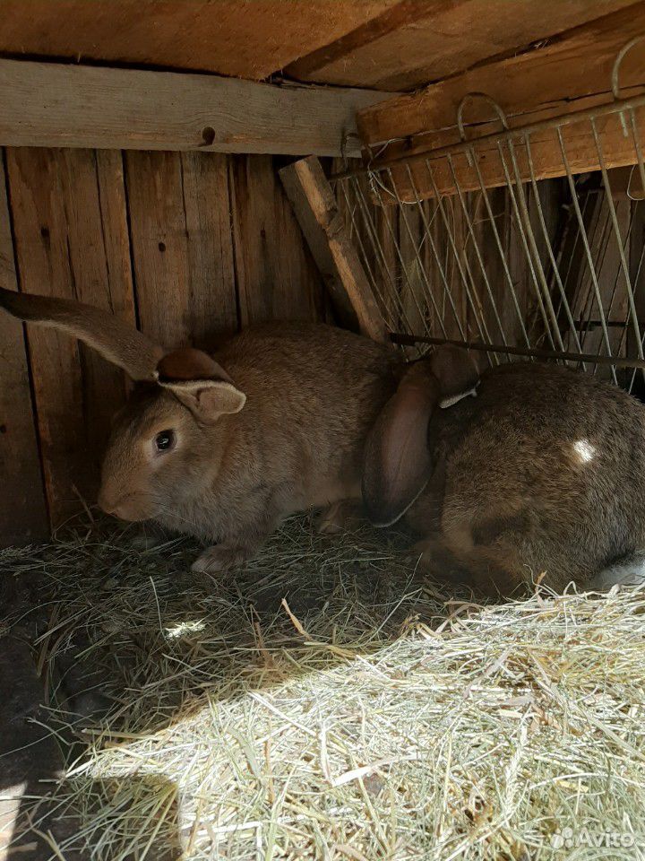 Кролихи с крольчатами купить на Зозу.ру - фотография № 8