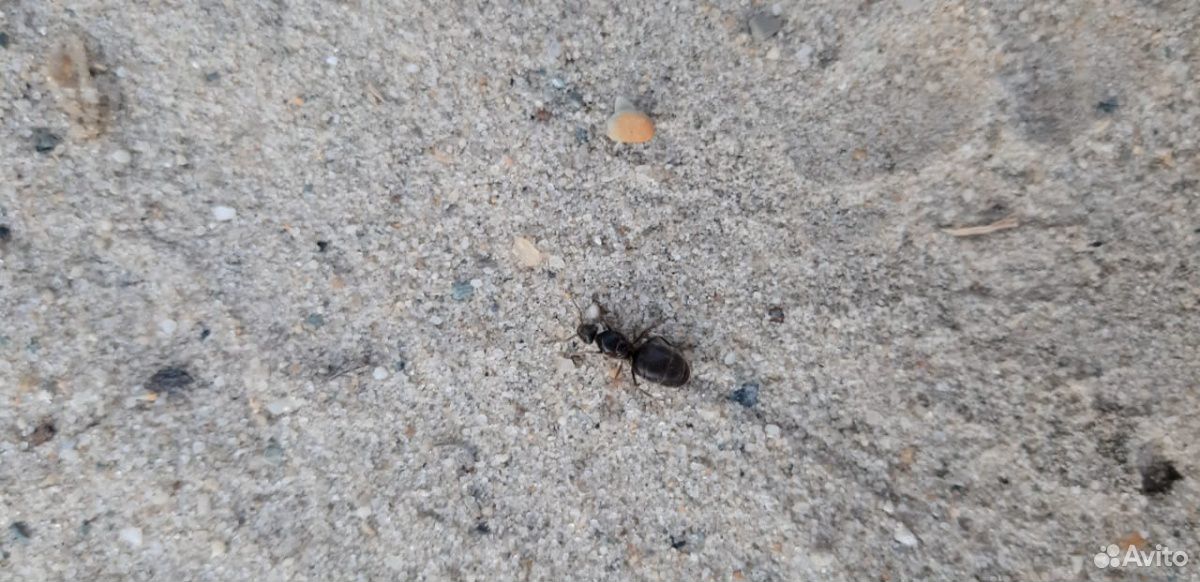 Матка(муравьиная) -вид лизиус нигерс купить на Зозу.ру - фотография № 1