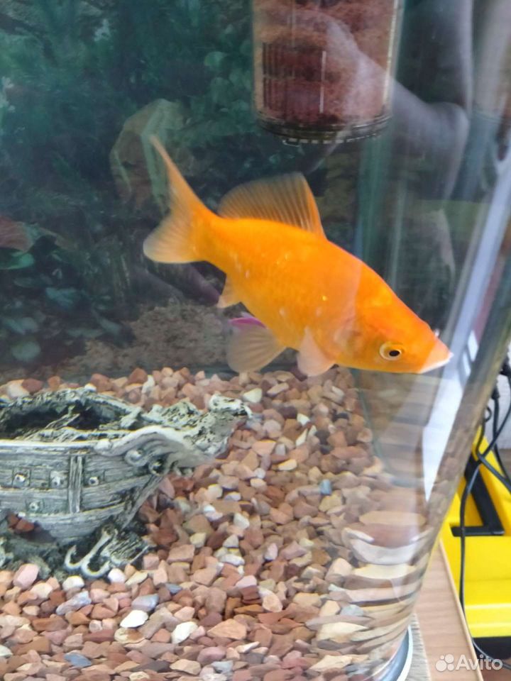 Рыба золотая самец купить на Зозу.ру - фотография № 9