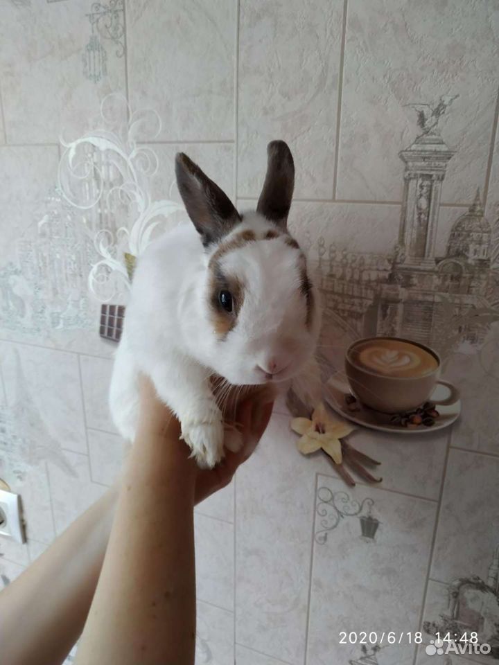 Крольчата, кролики купить на Зозу.ру - фотография № 4