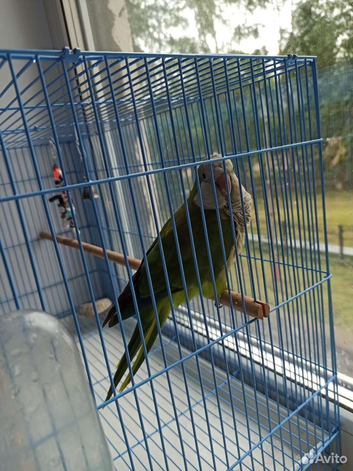 Продам попугая монах-калита (квакер) купить на Зозу.ру - фотография № 5