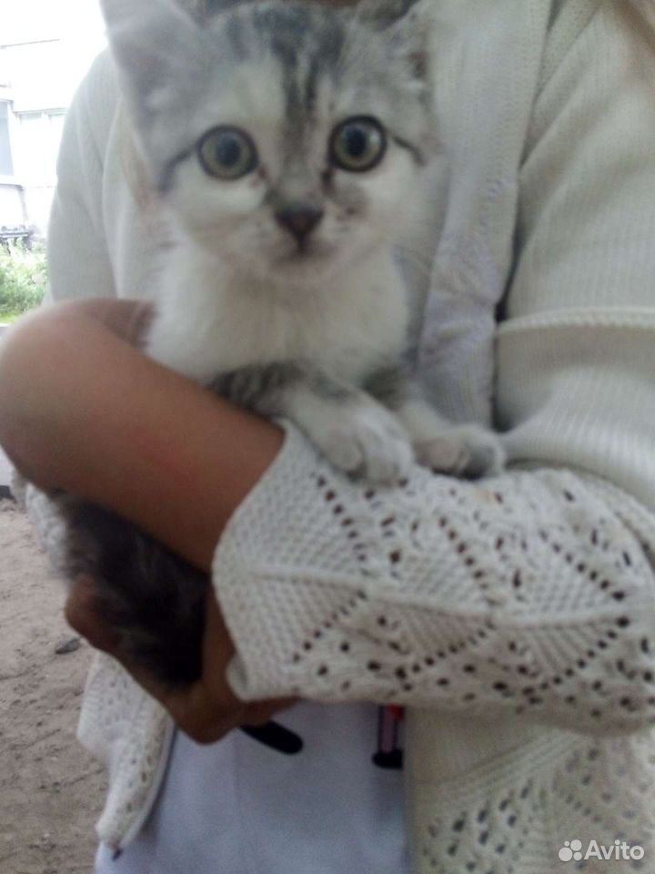 Котенок девочка купить на Зозу.ру - фотография № 3