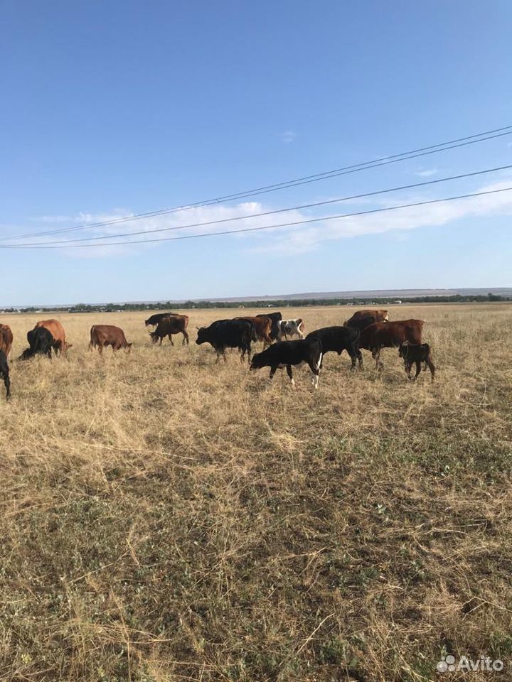 Коровы, телята, бычки купить на Зозу.ру - фотография № 2