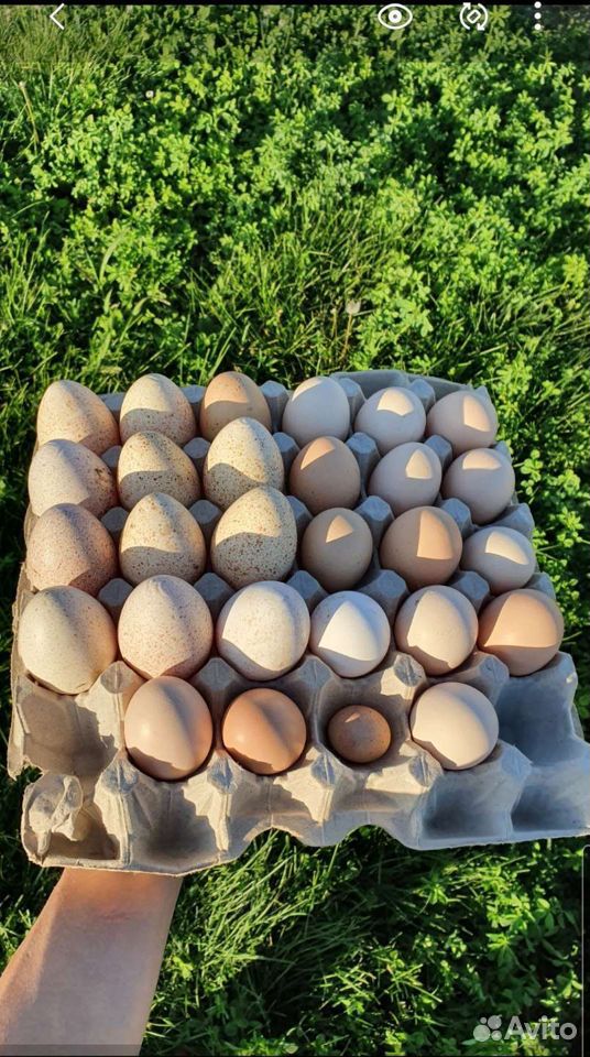 Яйцо куриное домашнее деревенкое купить на Зозу.ру - фотография № 3