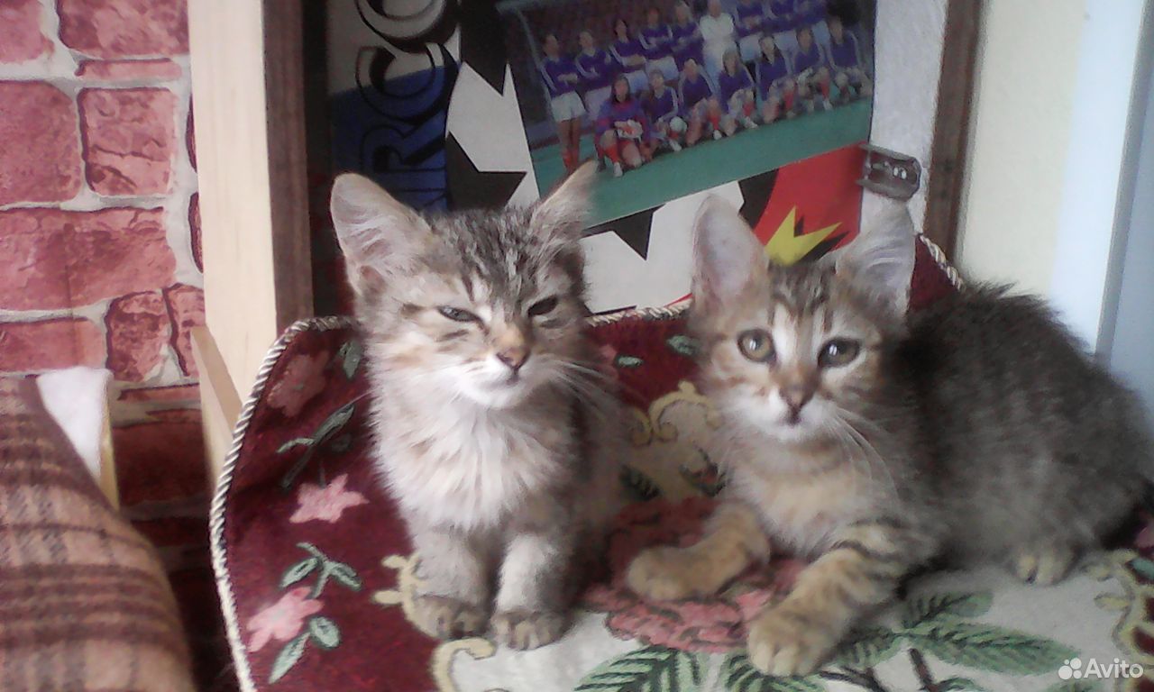 Кошка и котик купить на Зозу.ру - фотография № 5