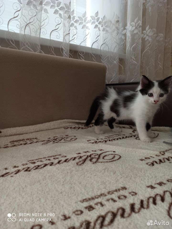 Очаровательные котята купить на Зозу.ру - фотография № 2