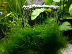 Яванский мох в аквариум объявление продам