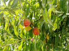 Персиковый сад объявление продам