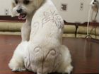 Стрижка собак в Кабардинке объявление продам