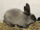 Кролики Племенные породы Рекс (больше 10 окрасов) объявление продам