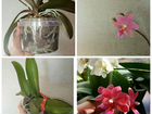 Орхидея мультифлора объявление продам
