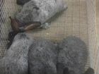 Кролики советское (полтавское) Серебро самцы объявление продам