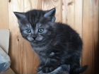 Шотландские котята объявление продам