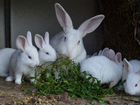 Кролики, чистые линии объявление продам