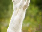 Белый котенок в дар, белая кошечка, маленький коте объявление продам