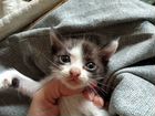 Котята длиннолапики рождены 12.04 объявление продам