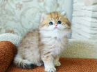 Золотой Британский длинношерстный котик BLH объявление продам