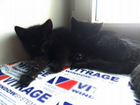 Чёрные котята объявление продам