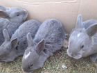 Кролики Венские голубые объявление продам