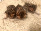 Продаются три бенгальских котенка мальчики объявление продам