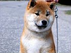 Японские щенки Шиба объявление продам