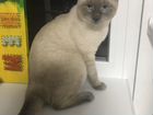 Тайский кот на вязку объявление продам
