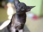 Котёнок ориентальной породы объявление продам
