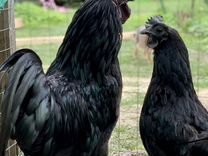 Мясо Черной Курицы Фото