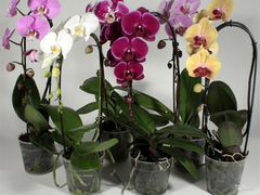 Продаю орхидеи Фаленопсис