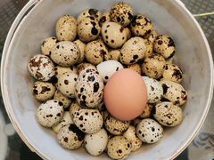 Яйцо домашнее перепелиное (крупное)