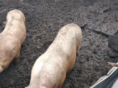 Свиноматка супоросная мясной породы